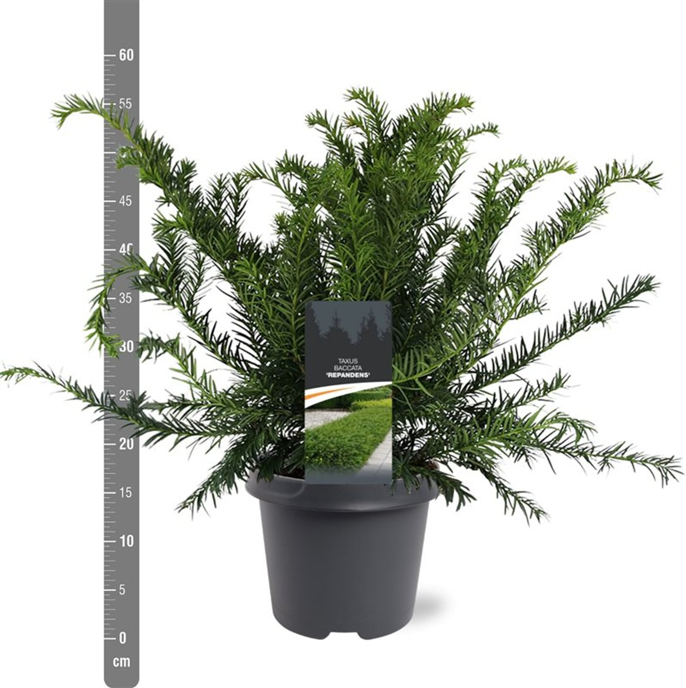 Taxus b. 'Repandens' - C5 30-40 CM